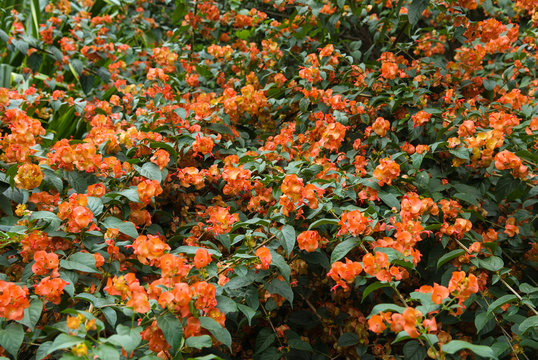 Massif de Chapeau chinois écarlate (Holmskioldia sanguinea) dans un jardin de l'île de La Réunion;