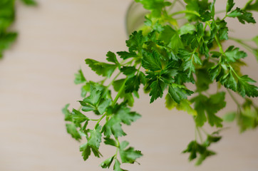 Green leaves of fragrant parsley. Fresh ingredients for a variety of dishes. View from above....