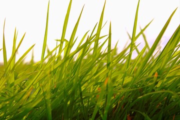 grass on green background
