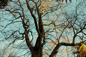 tree in autumn