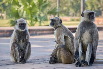 Cute monkeys at the park.