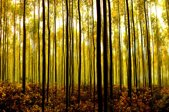 Jangal Images – Browse 39 Stock Photos, Vectors, and Video | Adobe Stock