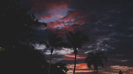 Tropical scenery of palm trees and beautiful dramatic sky in the evening