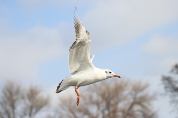 birds in the park