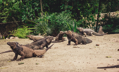 A group of rhinoceros iguanas in a park in Dominican Republic