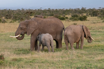 Naklejka na ściany i meble family group of elephants in Kenya