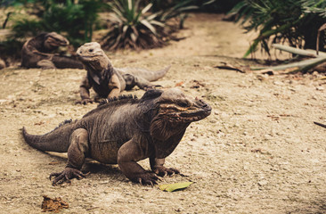 Rhinoceros iguana close-up in a park in Dominican Republic