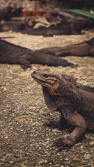 Rhinoceros iguana close-up in a park in Dominican Republic
