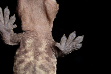 Crested Gecko Foot sticking to a piece of glass
