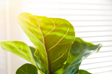 Ficus lirata in scandy interior and copy space. Texture ficus leaves closeup
