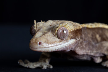 Crested Gecko portrait on black background