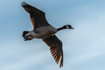 seagull in flight