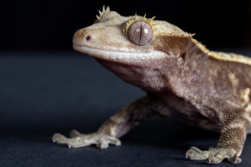 Crested Gecko portrait on black background