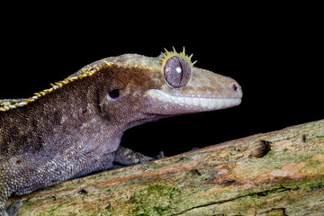 Crested Gecko portrait on a wooden branch