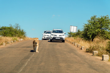 Lion walking in the middle of street in front of cars, Kruger National Park, South Africa - obrazy, fototapety, plakaty