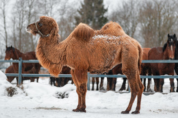 Large two-humped brown camel in the corral in winter.