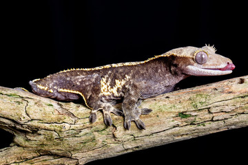 Crested Gecko portrait on a wooden branch