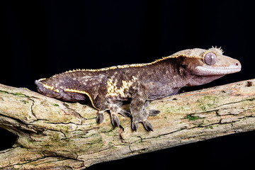 Crested Gecko portrait on a wooden branch