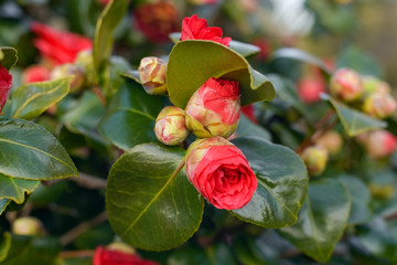 Pink blooming camellia flowers and buds in France