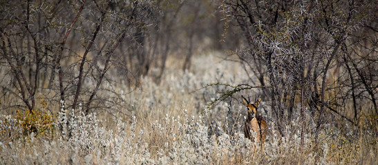 Namibia Deer hidden in nature