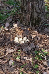 A nest with eggs of partridge (Perdix) on the ground in the forest