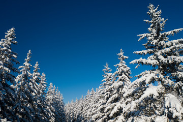 Winter Pine Forest with Snow covered branches Christmas Trees on Sunny day. Blue Sky. Covered fir trees on a winter day. Winter background. Snowy Christmas forest.