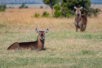 water buck in the Masai Mara