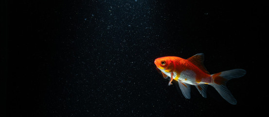 Goldfish in Aquarium with black background
