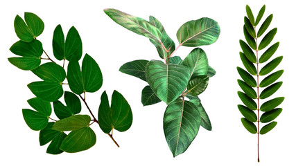 Fototapeta premium Many of green leaf are isolated on a white background