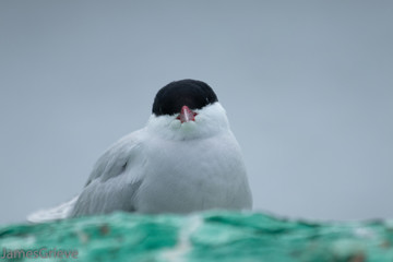 Arctic Tern © james