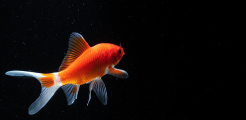 Fototapeta premium Goldfish in Aquarium with black background