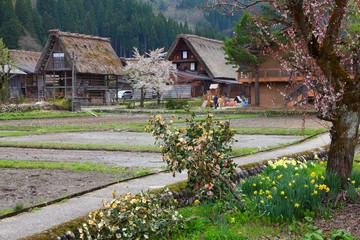 Fototapeta na wymiar Shirakawa village in Japan