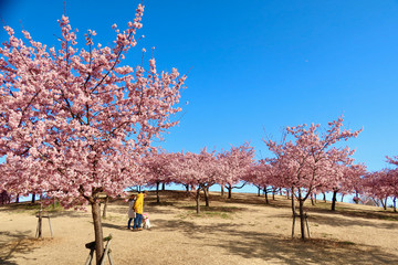 河津桜｜いせさき市民のもり公園