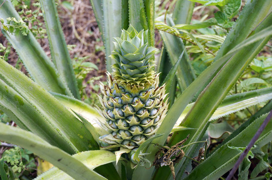 Fresh green pineapple fruit growing up in the garden at home. 