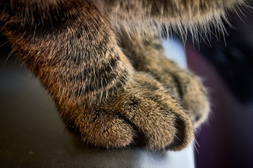 A lovely paw of a striped cat