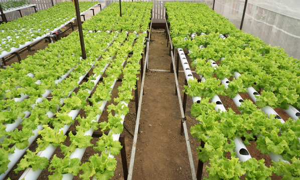 lettuce in hydroponic pipe. Hydroponic vegetable farm.
