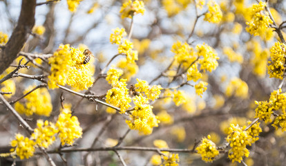 Yellow flowers. The concept of the arrival of spring.Honey production.  Flowering apple tree in spring. Blooming tree, close up. Honey Bee collects pollen from fruit tree. Dogwood tree in bloom.