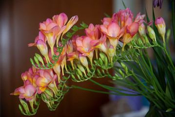 Beautiful and colorful bouquet of freesias in an interior space with high decorative value and showing in detail the set of its vegetal nature
