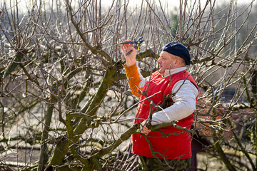 Man pruning fruit tree branches. Work in the home garden. A scene from everyday life.