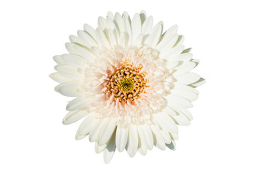  Gerbera daisy flower isolated on white background. Top view. Flat lay. Spring summer concept.