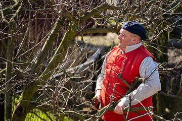 Man pruning fruit tree branches. Work in the home garden. A scene from everyday life.
