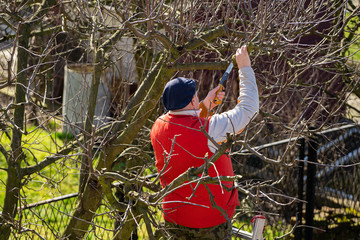 Man pruning fruit tree branches. Work in the home garden. A scene from everyday life.