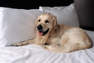 Happy Golden Retriever dog lying on a blanket in bed in the bedroom