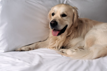 Happy Golden Retriever dog lying on a blanket in bed in the bedroom