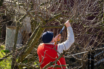 Man pruning fruit tree branches. Work in the home garden. A scene from everyday life.