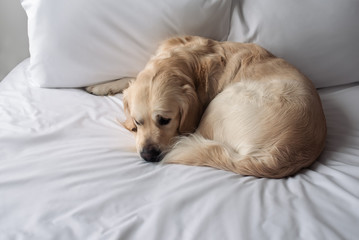 Sleepy Golden Retriever dog lying on a blanket in bed in the bedroom