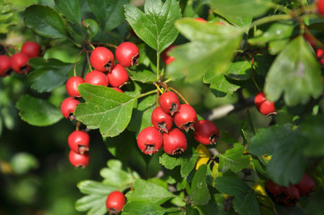 Ripened hawthorn berries