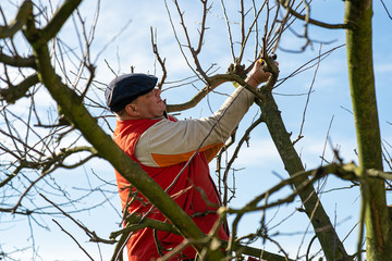 Man pruning fruit tree branches. Work in the home garden. A scene from everyday life.