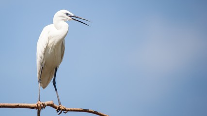 aves exóticas africanas blancas con las patas largas y el pico muy afilado