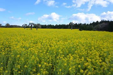 菜の花